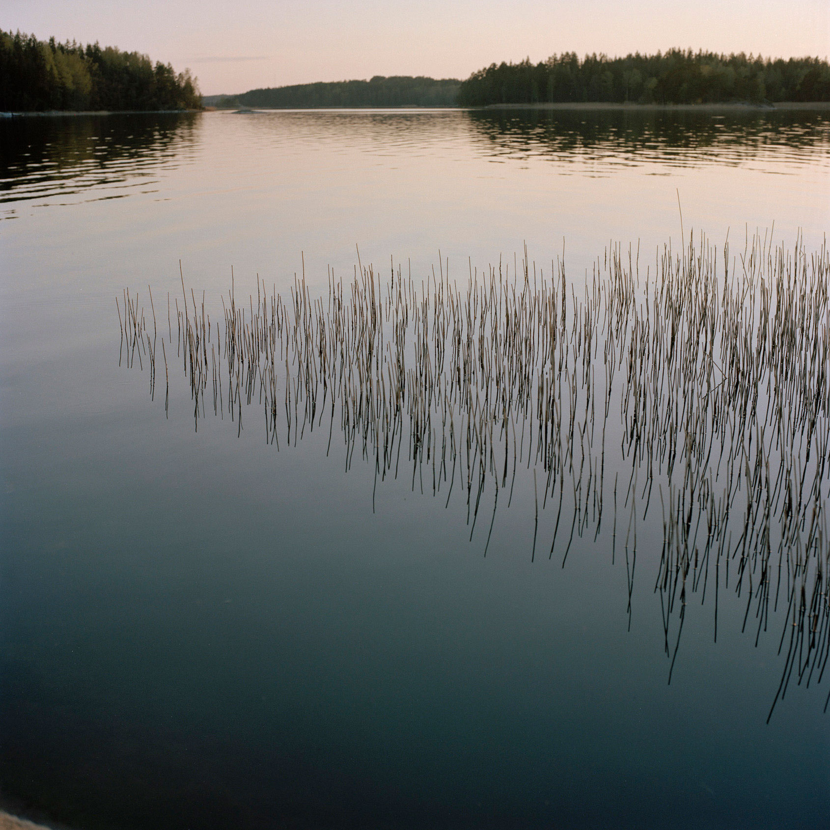 kaislikko