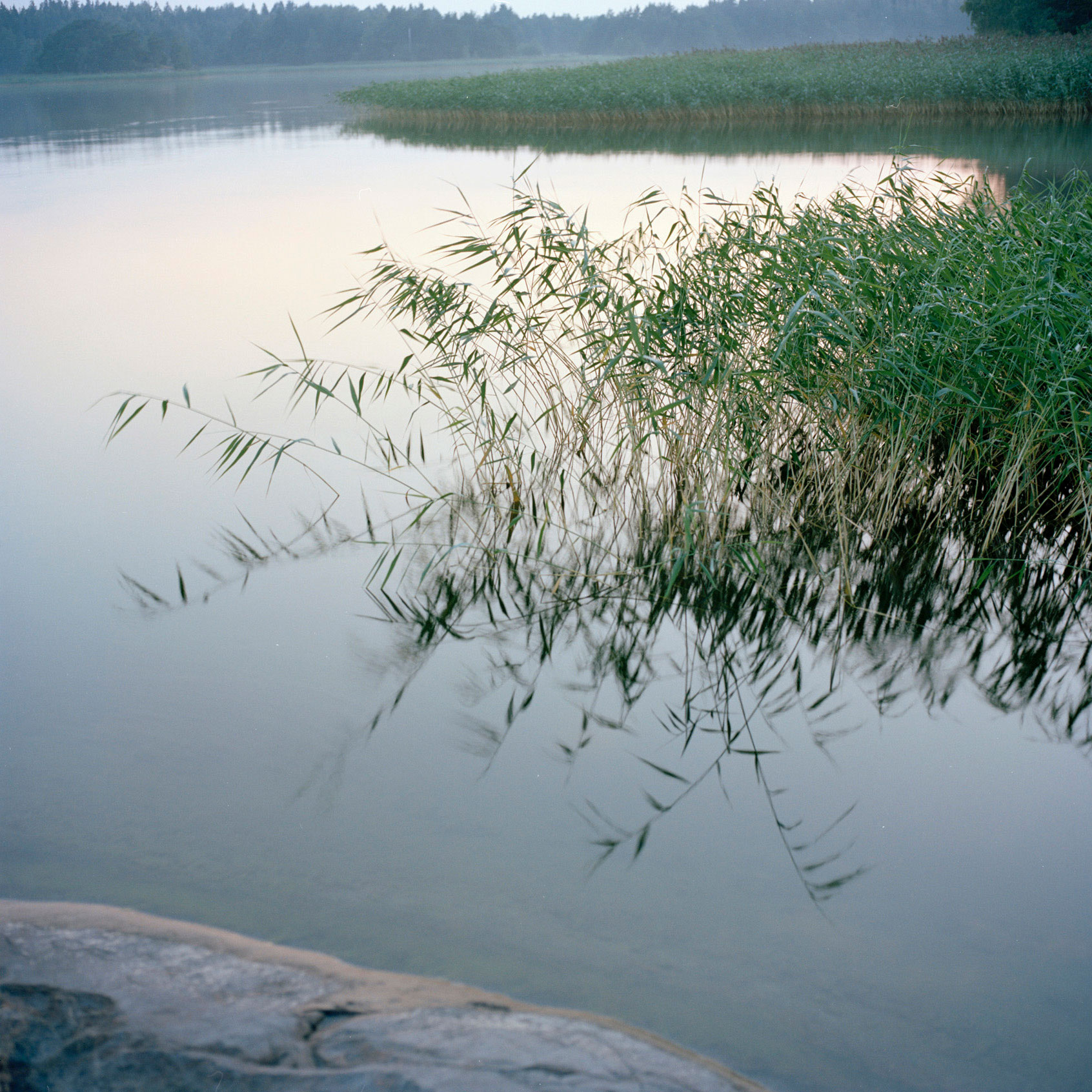 kaislikko